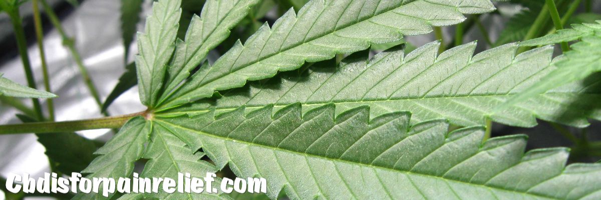 cbdisforpainrelief.com